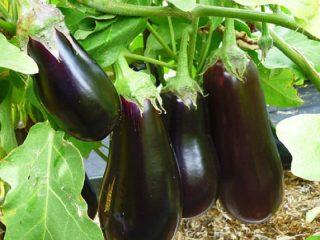 Eggplant varieties for open ground