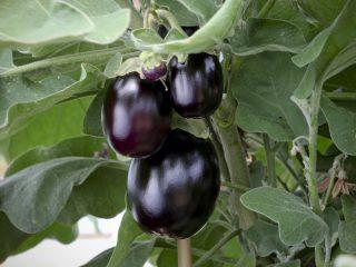 Eggplant Ilya Muromets