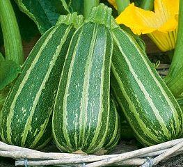 Courgette Tijgerwelp