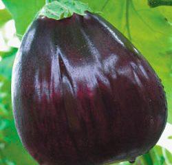 Varieties of the largest eggplants