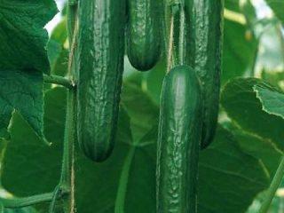 بذور الخيار الكورية