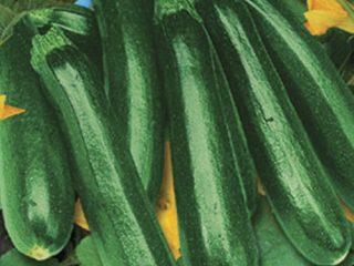 Varieties of long and thin zucchini