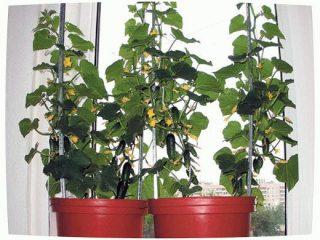 Pepino Varanda Milagre F1