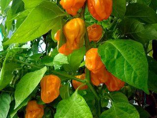Semi-hot peppers
