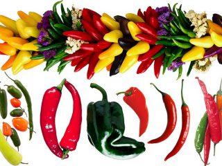 Pepper varieties for planting with photos and descriptions