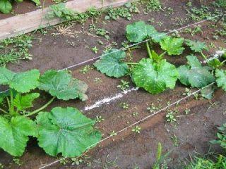 The best varieties of zucchini for Siberia for open ground