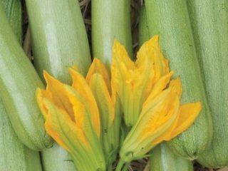 Yield and high-yield varieties of zucchini