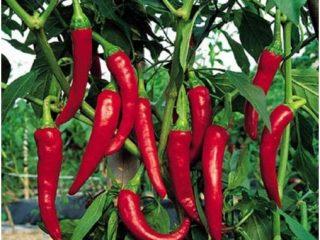 Hete peper: zaden, beste variëteiten