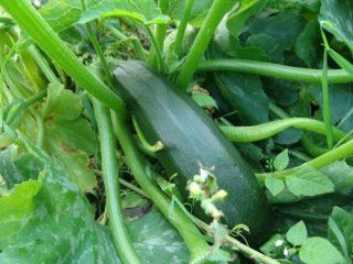 Varieties of zucchini for the greenhouse
