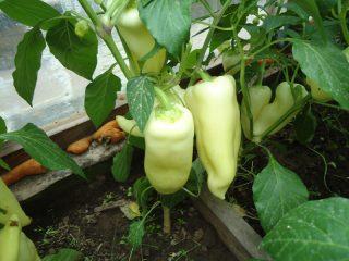 As melhores variedades de pimentão para estufas na Sibéria