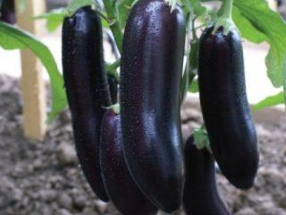 Eggplant Galina F1