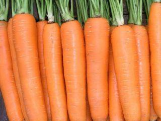 Early carrot varieties of Dutch selection