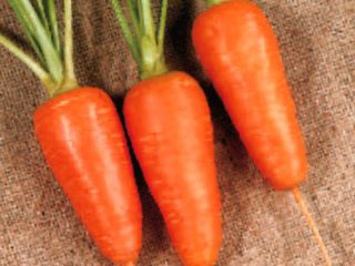 Carrot Boltex