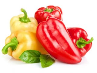 High-yielding varieties of sweet peppers