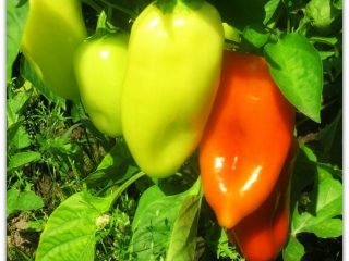 Pepper Belozerka