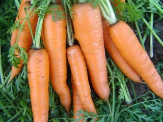 Carrot Vita Longa