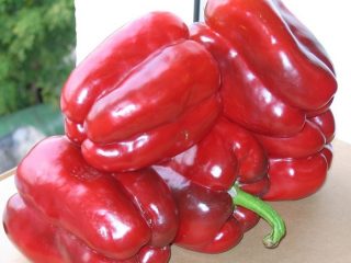 Pepper Hercules