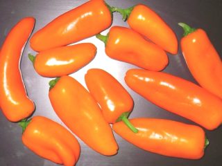 Pepper Orange