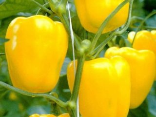 Pepper Giant yellow F1