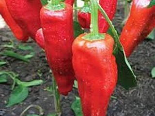Pepper Red Shovel
