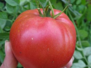 Tomato Cardinal