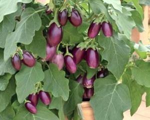 Eggplant Medallion