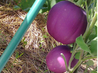Eggplant varieties - features, characteristics
