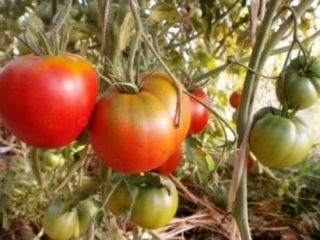 أصناف من الطماطم الطويلة