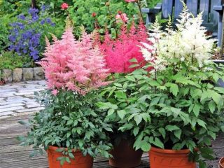 Astilbe a jej využitie v krajinnom dizajne