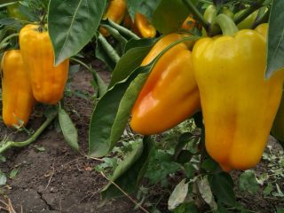 Pepper Gladiátor