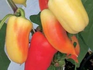 Pepper Snow White