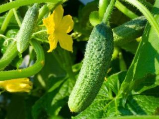 Parthenokarpické uhorky: odrody a vlastnosti