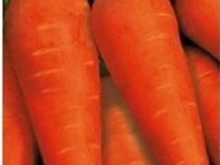Carrot Altai gourmet