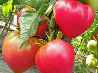 Abakan pink tomato