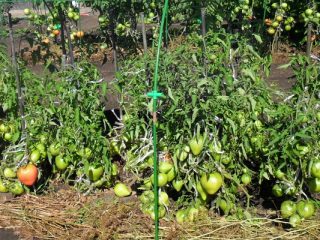 Low-growing varieties of tomatoes for open ground