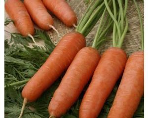 Varieties of carrots without core