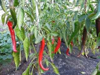 Variedades de pimenta para terreno aberto