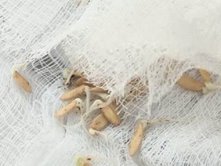 Predsejbové otužovanie semien uhoriek