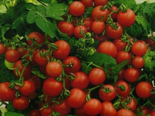 Variedades estándar de tomates para invernadero.