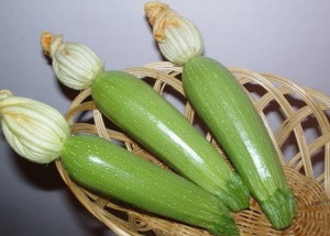Zucchini Aral F1