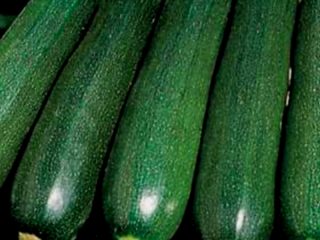 Zucchini squash: the best varieties