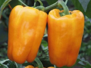 Early thick-walled sweet pepper seeds of Siberian selection