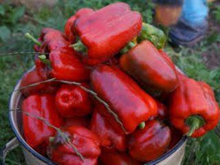 The most productive varieties of sweet peppers