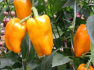 Pepper Marhuľový obľúbený