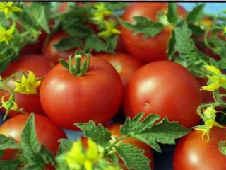 Varieties of indeterminate tomatoes for open ground