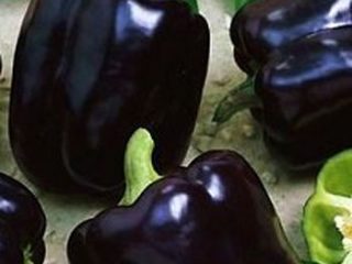 Black pepper varieties