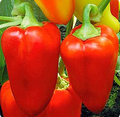 De beste variantene av søt paprika for drivhus 