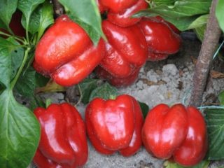 The best pepper varieties for the Northwest