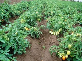 Tomates de bajo crecimiento: las mejores variedades.