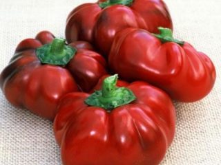 Round varieties of sweet peppers